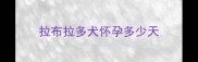 拉布拉多犬怀孕多少天
