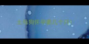 土母狗怀孕要几个月