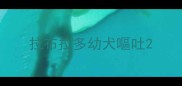拉布拉多幼犬嘔吐