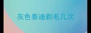灰色泰迪剃毛几次
