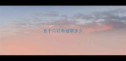 五个月的泰迪喂多少