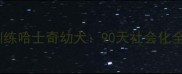 如何科学训练哈士奇幼犬90天社会化全流程指南
