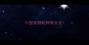 小型宠物蛇种类大全