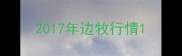 2017年边牧行情
