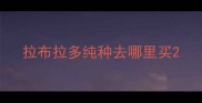 拉布拉多纯种去哪里买