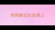 狗狗睡觉肚皮朝上