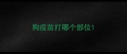 狗疫苗打哪个部位