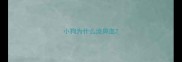 小狗为什么流鼻血