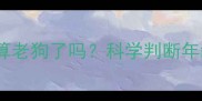 拉布拉多5岁算老狗了吗科学判断年龄与养护指南