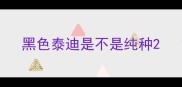 黑色泰迪是不是纯种