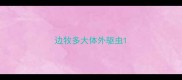边牧多大体外驱虫