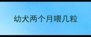 幼犬两个月喂几粒