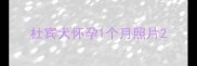 杜宾犬怀孕1个月照片