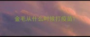 金毛从什么时候打疫苗