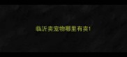 临沂卖宠物哪里有卖