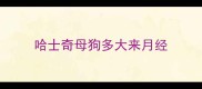 哈士奇母狗多大来月经