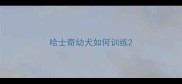 哈士奇幼犬如何训练