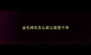 金毛掉毛怎么能让家里干净