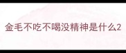 金毛不吃不喝没精神是什么