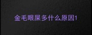 金毛眼屎多什么原因