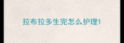 拉布拉多生完怎么护理