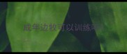 成年边牧可以训练吗