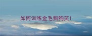 如何训练金毛狗狗笑
