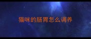 猫咪的肠胃怎么调养