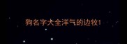 狗名字大全洋气的边牧