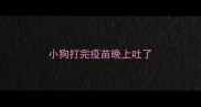 小狗打完疫苗晚上吐了