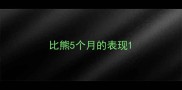 比熊5个月的表现