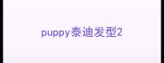 puppy泰迪发型