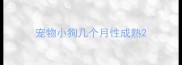 宠物小狗几个月性成熟