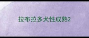 拉布拉多犬性成熟