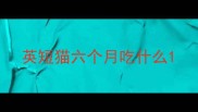 英短猫六个月吃什么