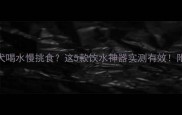 拉布拉多犬喝水慢挑食这5款饮水神器实测有效附选购攻略