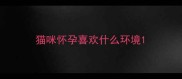 猫咪怀孕喜欢什么环境