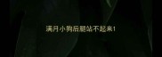 满月小狗后腿站不起来
