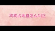 狗狗占地盘怎么纠正