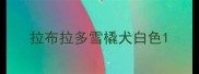 拉布拉多雪橇犬白色