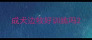 成犬边牧好训练吗