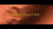 狗狗生一般多久打疫苗