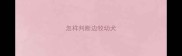 怎样判断边牧幼犬