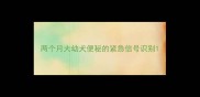 两个月大幼犬便秘的紧急信号识别