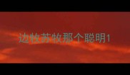 边牧苏牧那个聪明