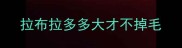 拉布拉多多大才不掉毛