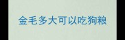 金毛多大可以吃狗粮