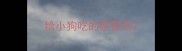 给小狗吃的感冒药