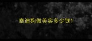 泰迪狗做美容多少钱