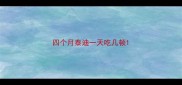 四个月泰迪一天吃几顿
